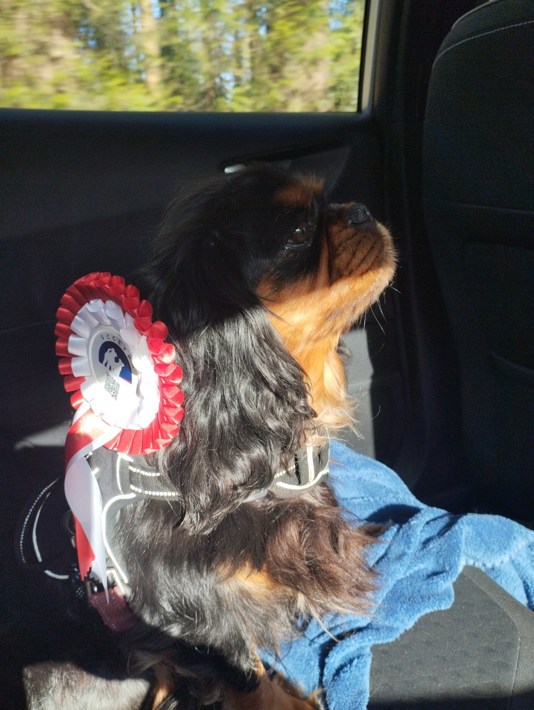 TRUFFE-PRALINE (Sans Affixe)