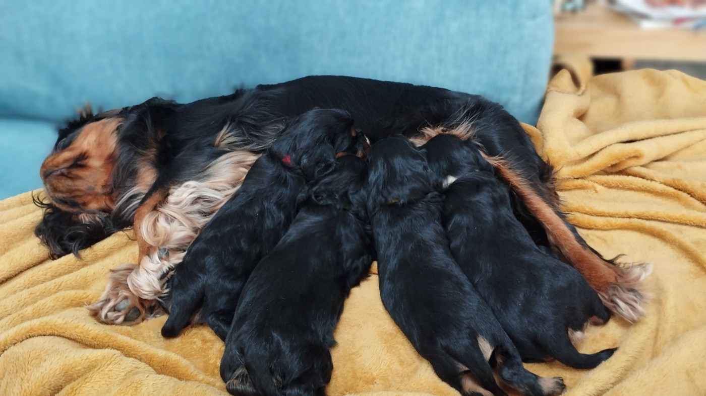 Chiot Cavalier King Charles Spaniel Sonia Pejac