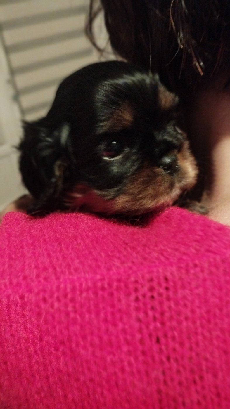 Sonia Pejac - Chiots disponibles - Cavalier King Charles Spaniel